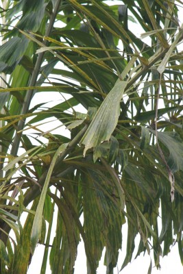 7. Unbekannte Palme, IMG_3409.JPG