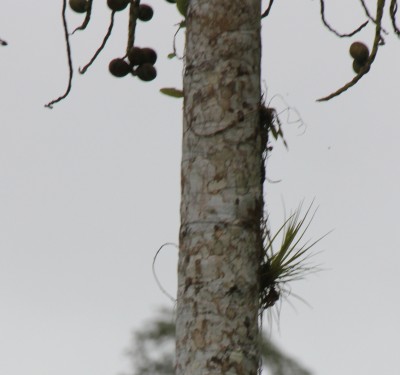 7. Unbekannte Palme, IMG_3408.JPG