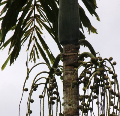 7. Unbekannte Palme, IMG_3412.JPG