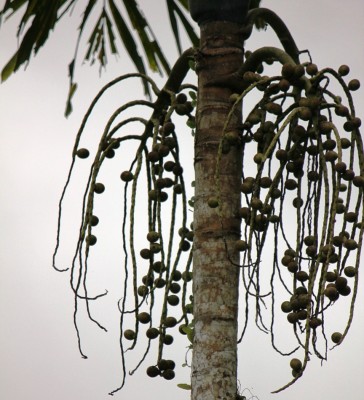 7. Unbekannte Palme, IMG_3407.JPG