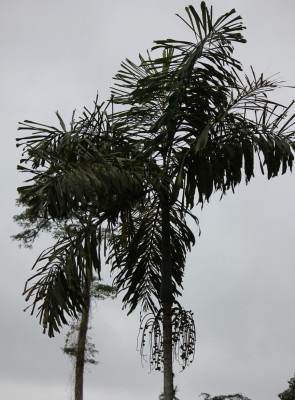 7. Unbekannte Palme, IMG_3405.JPG