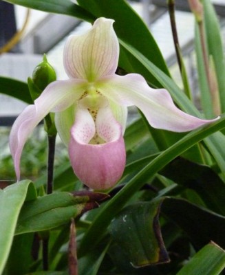 Phragmipedium1.jpg