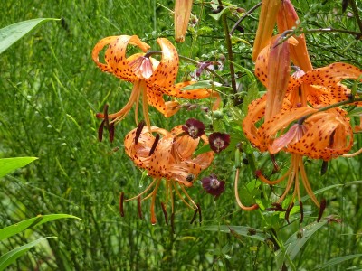 Lilium lancifolium splendens1 1.jpg