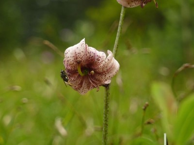 lilium martagon 21.jpg
