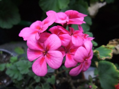 DSCF4334.JPG