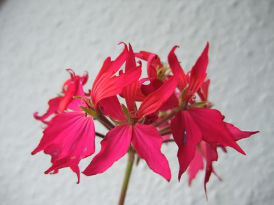 DSCF4333.JPG