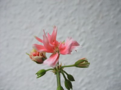 DSCF4332.JPG