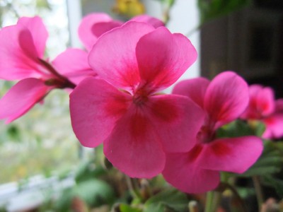 DSCF4330.JPG