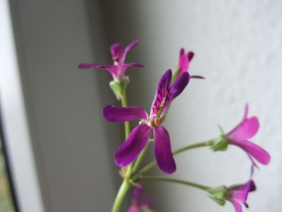 DSCF4323.JPG