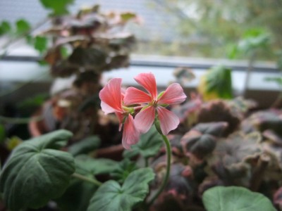 DSCF4319.JPG