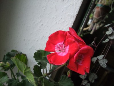 DSCF4318.JPG