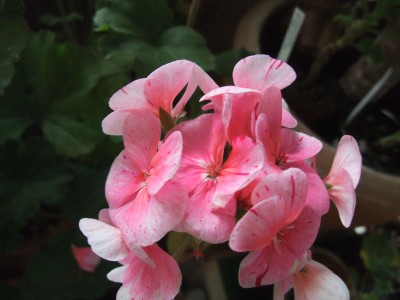 DSCF4355.JPG