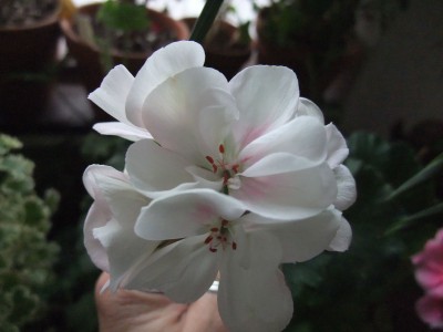 DSCF4353.JPG