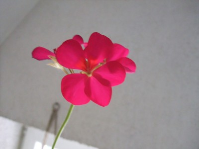 DSCF4351.JPG