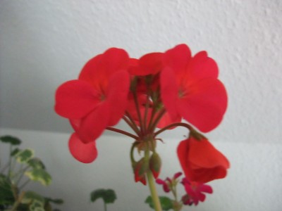DSCF4348.JPG