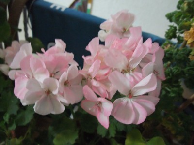 DSCF4341.JPG