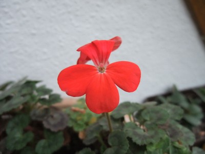 DSCF4339.JPG