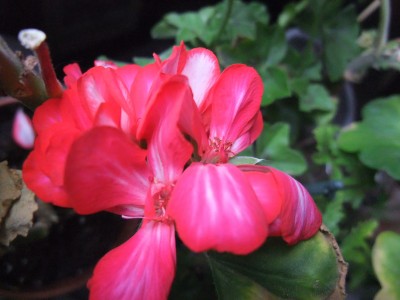DSCF4336.JPG