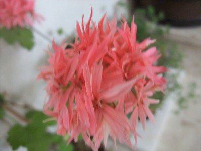DSCF4357.JPG