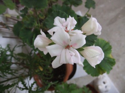 DSCF4358.JPG