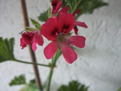 DSCF4359.JPG
