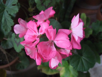 DSCF4361.JPG