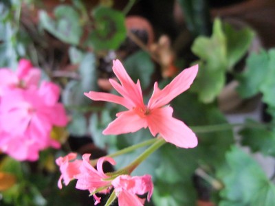 DSCF4363.JPG