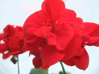 DSCF4365.JPG