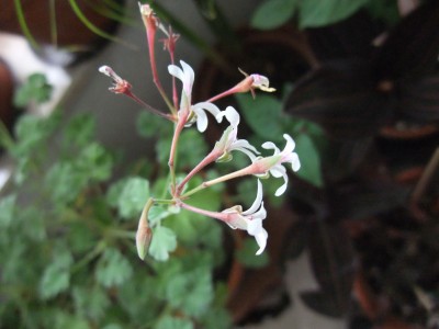 DSCF4366.JPG