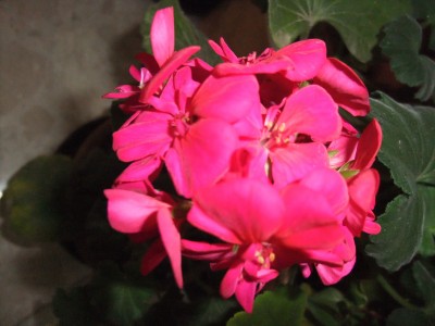 DSCF4368.JPG