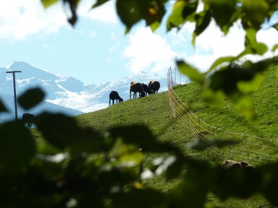 Tiroler Bergschaf.jpg