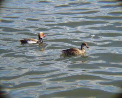 Kolben-Enten.jpg