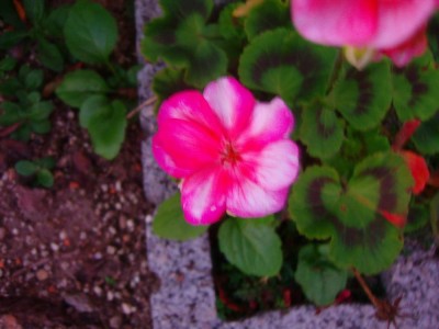 100D1112.JPG