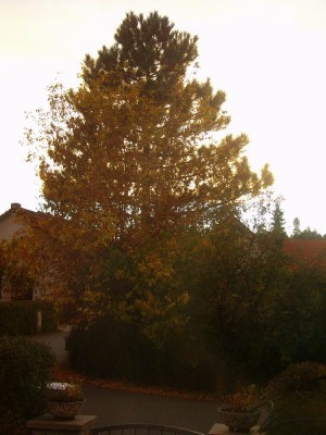 100D1108.JPG
