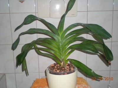 angraecum1.jpg