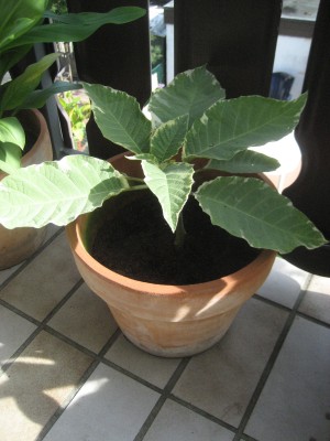 Engelstrompete Maya.JPG