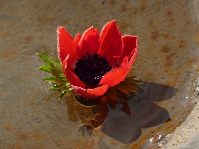 Anemone coronaria.jpg