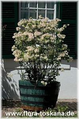 bougainvillea_spectabilis_weiss_1_-_141005.jpg