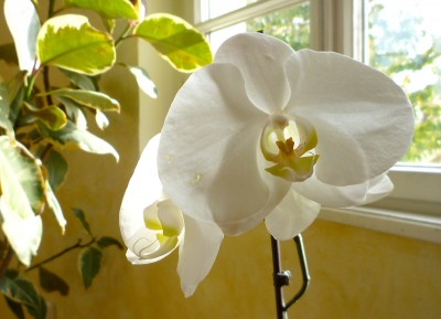 20101023_phalaenopsis_weiss_4.jpg