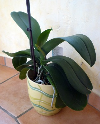 20101023_phalaenopsis_weiss_2.jpg