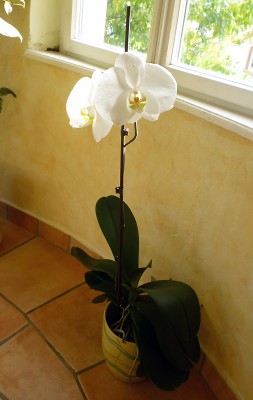 20101023_phalaenopsis_weiss_1.jpg