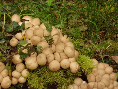 herbst.JPG