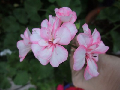 DSCF4378.JPG