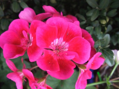 DSCF4377.JPG