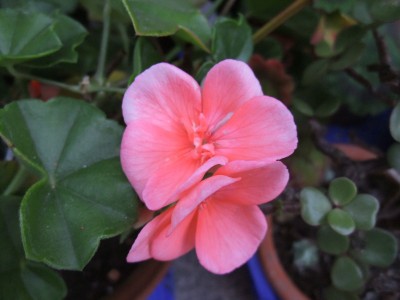 DSCF4376.JPG