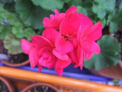 DSCF4375.JPG