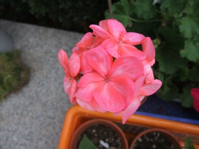 DSCF4374.JPG
