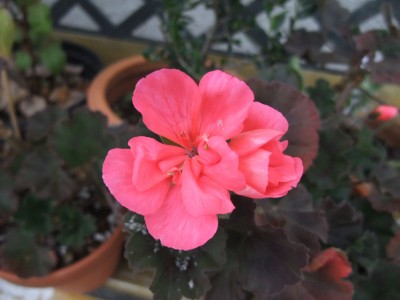 DSCF4373.JPG