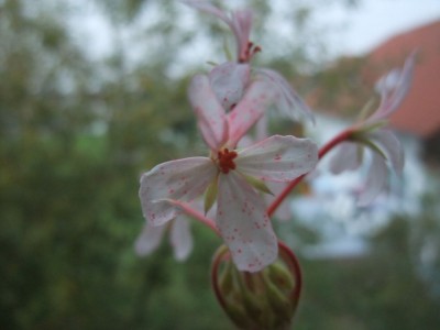 DSCF4372.JPG