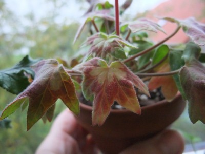 DSCF4371.JPG